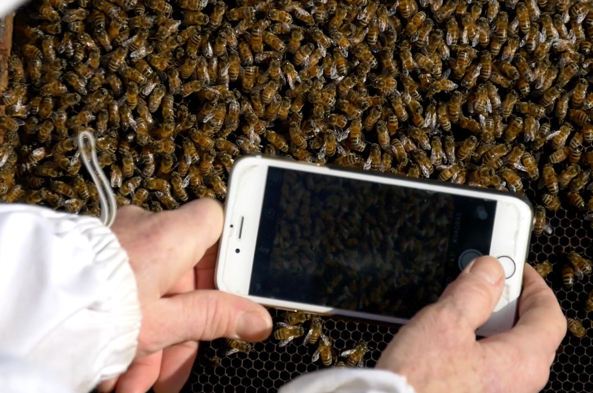 BeeScanning godkänt för Kickstarter